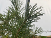- Pinus flexilis 'Glauca Pendula' Weeping Blue Limber Pine - Mr Maple │ Buy Japanese Maple Trees