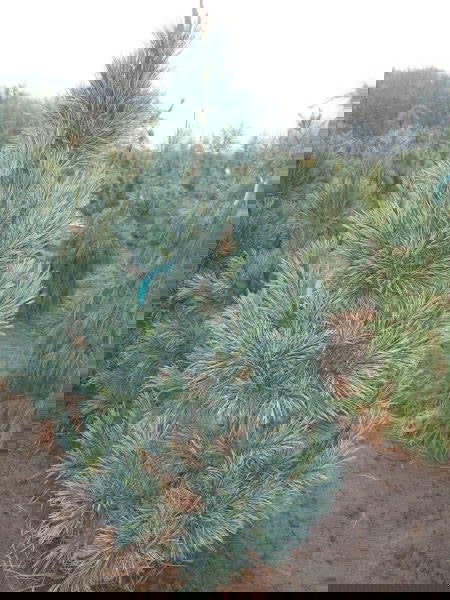 - Pinus flexilis 'Vanderwolf’s Pyramid' Blue Limber Pine - Mr Maple │ Buy Japanese Maple Trees