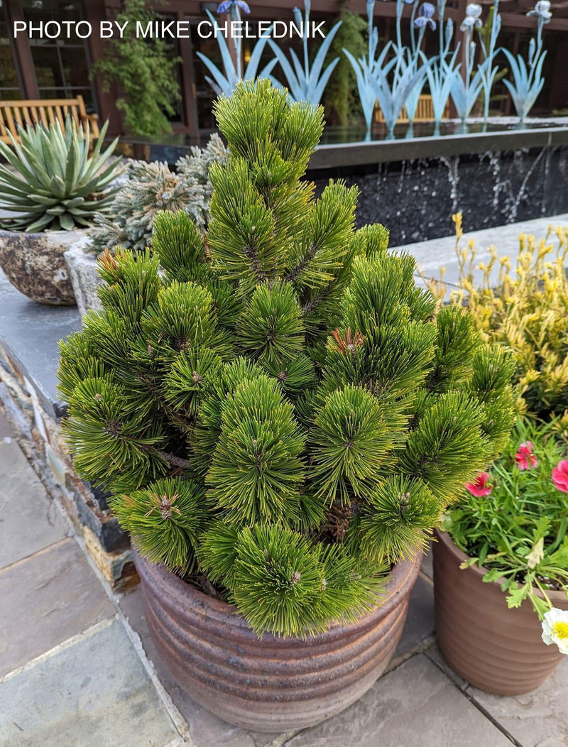 - Pinus heldreichii 'Banderica' Bosnian Pine - Mr Maple │ Buy Japanese Maple Trees