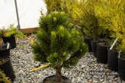 - Pinus heldreichii 'Banderica' Bosnian Pine - Mr Maple │ Buy Japanese Maple Trees