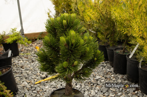 - Pinus heldreichii 'Banderica' Bosnian Pine - Mr Maple │ Buy Japanese Maple Trees