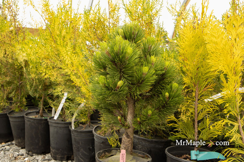 - Pinus heldreichii 'Banderica' Bosnian Pine - Mr Maple │ Buy Japanese Maple Trees