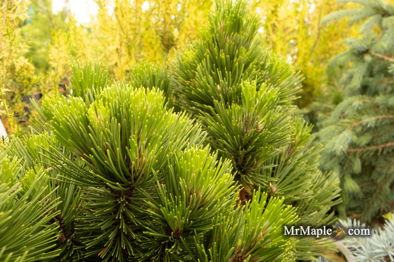 - Pinus heldreichii 'Banderica' Bosnian Pine - Mr Maple │ Buy Japanese Maple Trees