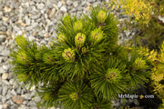 - Pinus heldreichii 'Banderica' Bosnian Pine - Mr Maple │ Buy Japanese Maple Trees