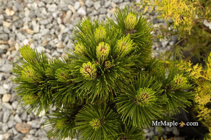 - Pinus heldreichii 'Banderica' Bosnian Pine - Mr Maple │ Buy Japanese Maple Trees