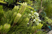 - Pinus heldreichii 'Banderica' Bosnian Pine - Mr Maple │ Buy Japanese Maple Trees