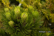- Pinus heldreichii 'Banderica' Bosnian Pine - Mr Maple │ Buy Japanese Maple Trees