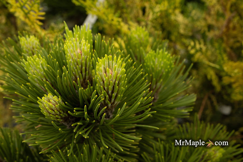 - Pinus heldreichii 'Banderica' Bosnian Pine - Mr Maple │ Buy Japanese Maple Trees