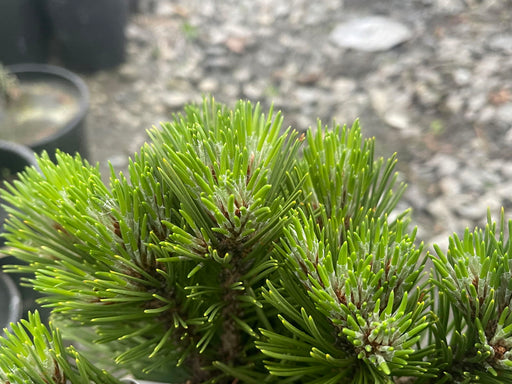 - Pinus heldreichii 'Beran Conica' Dwarf Bosnian Pine - Mr Maple │ Buy Japanese Maple Trees
