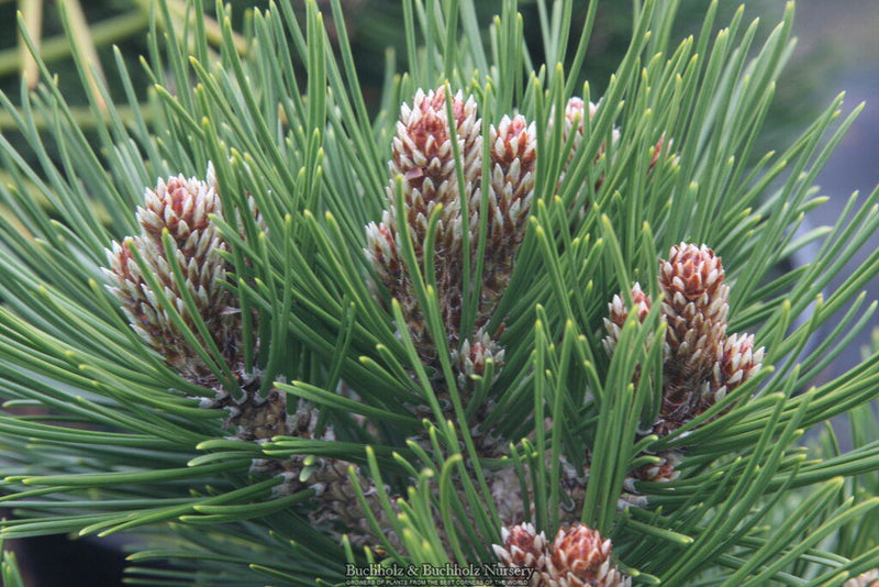 - Pinus heldreichii 'Beran Conica' Dwarf Bosnian Pine - Mr Maple │ Buy Japanese Maple Trees