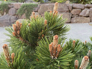 - Pinus heldreichii 'Irish Bell' Bosnian Pine - Mr Maple │ Buy Japanese Maple Trees