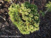 - Pinus heldreichii 'Irish Bell' Bosnian Pine - Mr Maple │ Buy Japanese Maple Trees