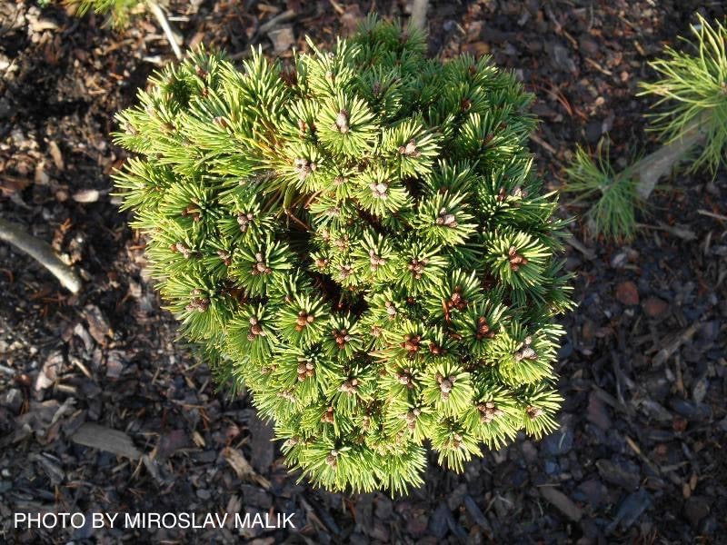 - Pinus heldreichii 'Irish Bell' Bosnian Pine - Mr Maple │ Buy Japanese Maple Trees