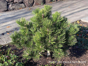 - Pinus heldreichii 'Irish Bell' Bosnian Pine - Mr Maple │ Buy Japanese Maple Trees
