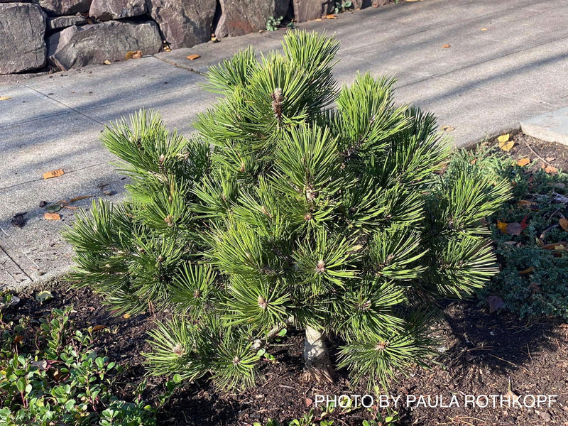 - Pinus heldreichii 'Irish Bell' Bosnian Pine - Mr Maple │ Buy Japanese Maple Trees
