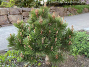 - Pinus heldreichii 'Irish Bell' Bosnian Pine - Mr Maple │ Buy Japanese Maple Trees