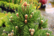 - Pinus heldreichii 'Pirin No. 1' Dwarf Bosnian Pine - Mr Maple │ Buy Japanese Maple Trees