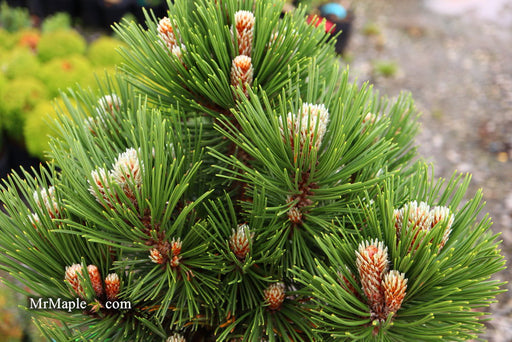 - Pinus heldreichii 'Pirin No. 1' Dwarf Bosnian Pine - Mr Maple │ Buy Japanese Maple Trees