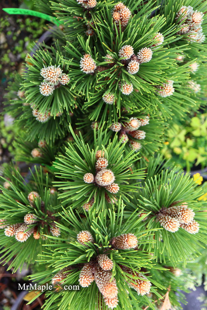 - Pinus heldreichii 'Pirin No. 1' Dwarf Bosnian Pine - Mr Maple │ Buy Japanese Maple Trees