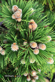 - Pinus heldreichii 'Pirin No. 1' Dwarf Bosnian Pine - Mr Maple │ Buy Japanese Maple Trees