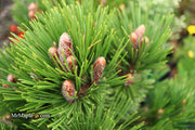 - Pinus heldreichii 'Pirin No. 1' Dwarf Bosnian Pine - Mr Maple │ Buy Japanese Maple Trees