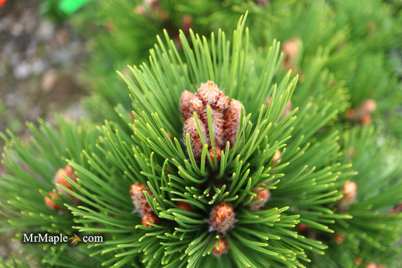 - Pinus heldreichii 'Pirin No. 1' Dwarf Bosnian Pine - Mr Maple │ Buy Japanese Maple Trees