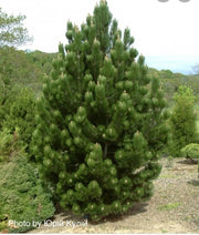 - Pinus heldreichii 'Satellit' Satellite Bosnian Pine - Mr Maple │ Buy Japanese Maple Trees