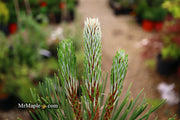 - Pinus heldreichii 'Satellit' Satellite Bosnian Pine - Mr Maple │ Buy Japanese Maple Trees