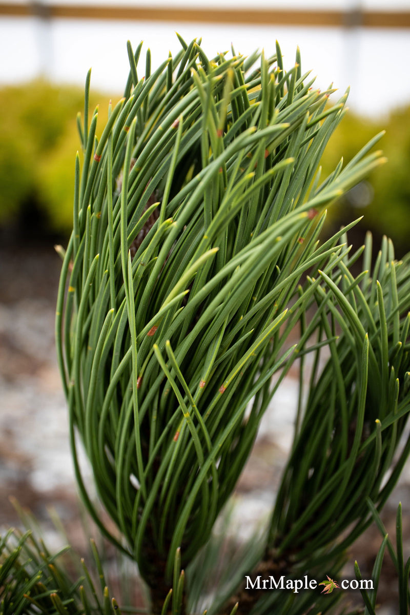 - Pinus heldreichii 'Satellit' Satellite Bosnian Pine - Mr Maple │ Buy Japanese Maple Trees