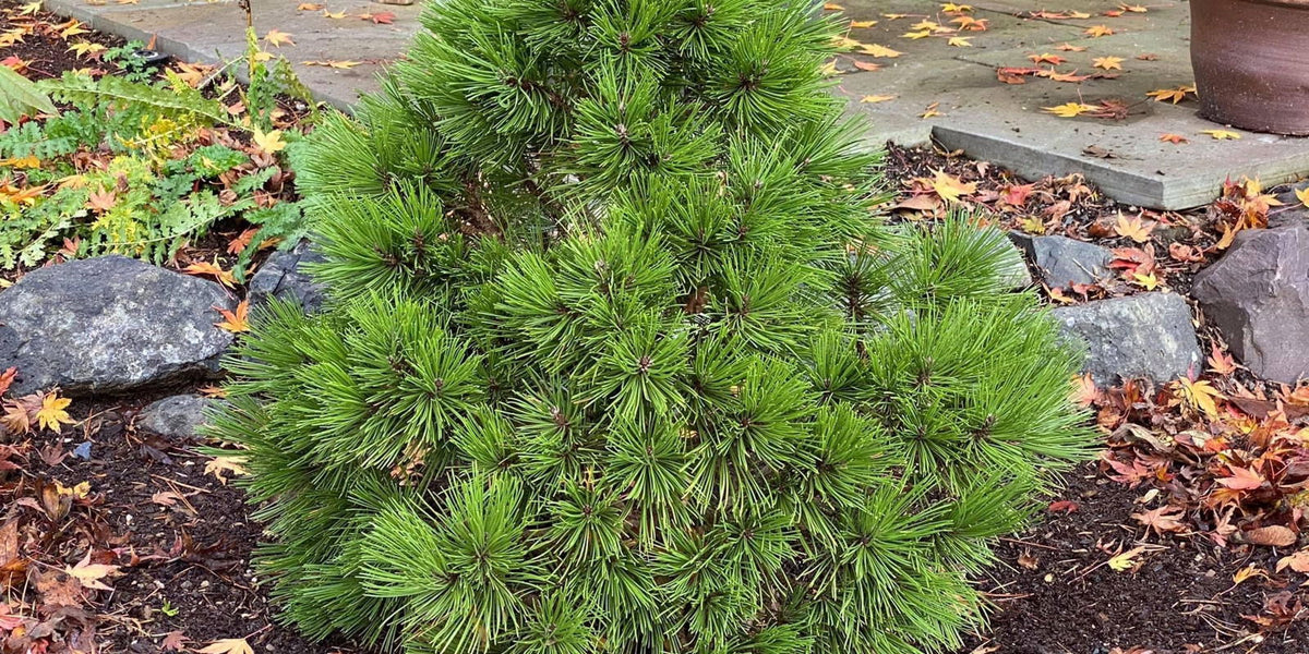 pinus heldreichii bonsai Buy Pinus heldreichii 'Smidtii' Dwarf Bosnian Pine — Mr Maple │ Buy  Japanese Maple Trees
