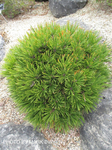- Pinus heldreichii 'Smidtii' Dwarf Bosnian Pine - Mr Maple │ Buy Japanese Maple Trees