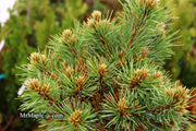 - Pinus koraiensis 'Gee Broom' Dwarf Korean Pine Tree - Mr Maple │ Buy Japanese Maple Trees