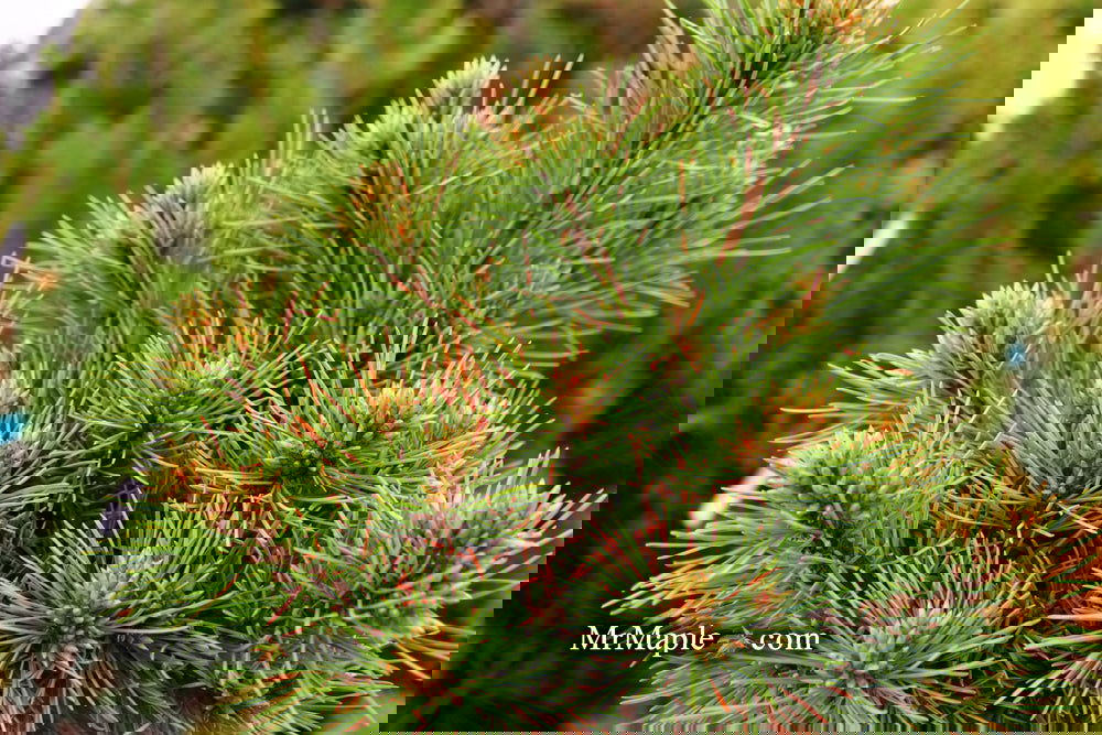 Buy Pinus koraiensis 'Gee Broom' Dwarf Korean Pine Tree — Mr Maple ...