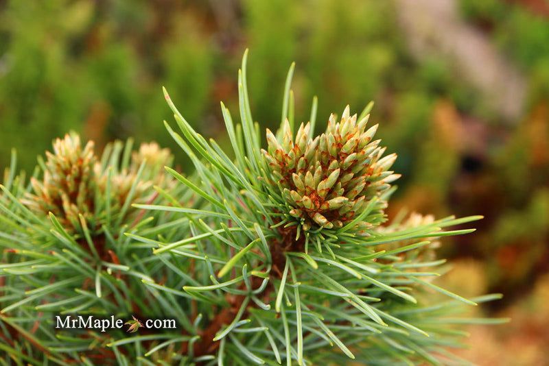 - Pinus koraiensis 'Gee Broom' Dwarf Korean Pine Tree - Mr Maple │ Buy Japanese Maple Trees