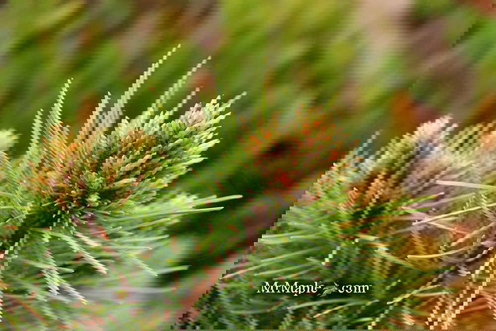 Buy Pinus koraiensis 'Gee Broom' Dwarf Korean Pine Tree — Mr Maple ...