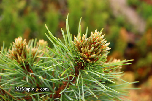 - Pinus koraiensis 'Gee Broom' Dwarf Korean Pine Tree - Mr Maple │ Buy Japanese Maple Trees