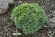 - Pinus koraiensis 'Gee Broom' Dwarf Korean Pine Tree - Mr Maple │ Buy Japanese Maple Trees