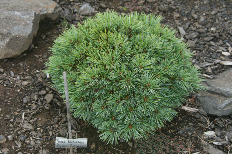 - Pinus koraiensis 'Gee Broom' Dwarf Korean Pine Tree - Mr Maple │ Buy Japanese Maple Trees