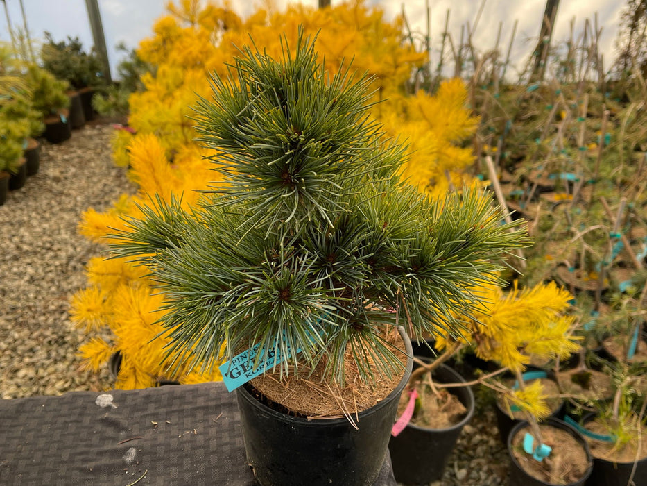 Buy Pinus koraiensis 'Gee Broom' Dwarf Korean Pine Tree — Mr Maple ...