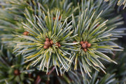 - Pinus koraiensis 'Gee Broom' Dwarf Korean Pine Tree - Mr Maple │ Buy Japanese Maple Trees