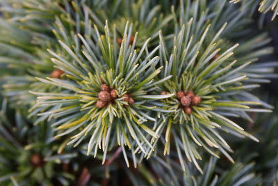 - Pinus koraiensis 'Gee Broom' Dwarf Korean Pine Tree - Mr Maple │ Buy Japanese Maple Trees