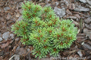 - Pinus koraiensis 'Gee Broom' Dwarf Korean Pine Tree - Mr Maple │ Buy Japanese Maple Trees