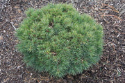 - Pinus koraiensis 'Gee Broom' Dwarf Korean Pine Tree - Mr Maple │ Buy Japanese Maple Trees