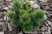 - Pinus koraiensis 'Gee Broom' Dwarf Korean Pine Tree - Mr Maple │ Buy Japanese Maple Trees