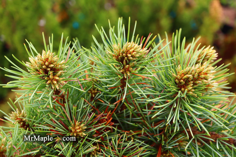 Buy Pinus koraiensis 'Gee Broom' Dwarf Korean Pine Tree — Mr Maple ...