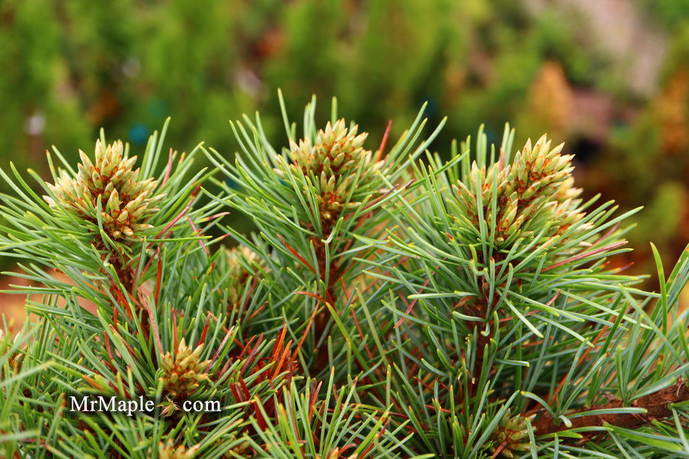 Buy Pinus koraiensis 'Gee Broom' Dwarf Korean Pine Tree — Mr Maple ...