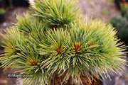 - Pinus koraiensis 'Gee Broom' Dwarf Korean Pine Tree - Mr Maple │ Buy Japanese Maple Trees