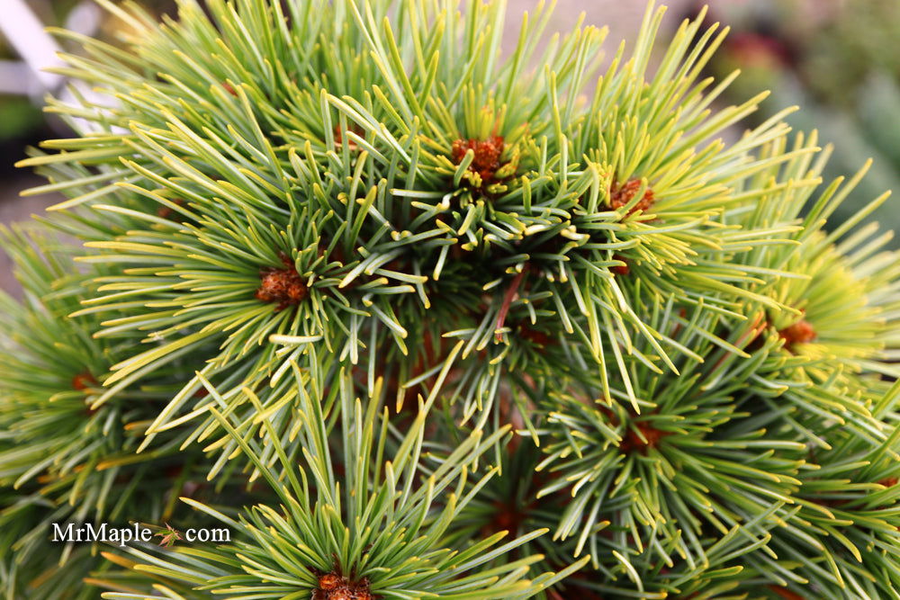 Buy Pinus koraiensis 'Gee Broom' Dwarf Korean Pine Tree — Mr Maple ...