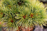 - Pinus koraiensis 'Gee Broom' Dwarf Korean Pine Tree - Mr Maple │ Buy Japanese Maple Trees