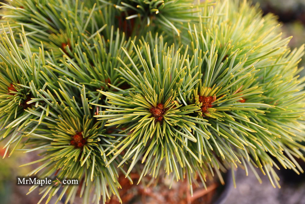 Buy Pinus koraiensis 'Gee Broom' Dwarf Korean Pine Tree — Mr Maple ...